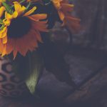 姐姐的朋友 樱花:在春日暖阳下的青春记忆与友谊之花 bq9sepmndh